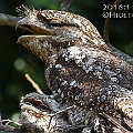 Papuan Frogmouth in Goodwin St Cairns パプアガマグチヨタカ<br />Canon EOS 7D + EF400 F5.6
